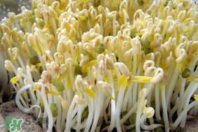 香椿和豆芽能一起吃嗎？香椿豆芽的做法大全