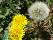 婆婆丁花能吃嗎？婆婆丁花可以吃嗎？