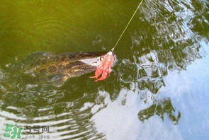 四月份能路亞黑魚嗎？路亞黑魚什么時(shí)間最好？