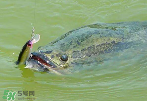 四月份能路亞黑魚嗎？路亞黑魚什么時(shí)間最好？