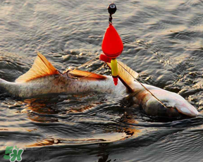 4月份能釣鰱魚嗎？四月份能釣鰱魚嗎？