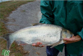 4月份能釣鰱魚嗎？四月份能釣鰱魚嗎？