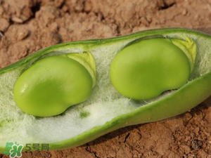 蠶豆什么時(shí)候成熟？蠶豆什么時(shí)候上市？