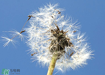 婆婆丁能治糖尿病嗎？婆婆丁可以治糖尿病嗎？