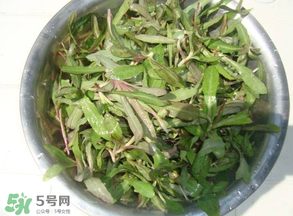 曲曲菜孕婦能吃嗎？孕婦可以吃曲曲菜嗎？