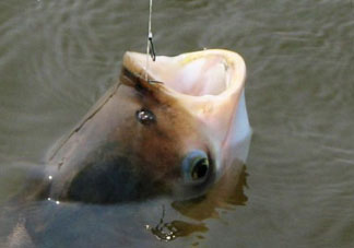 4月份能釣鰱魚(yú)嗎？四月份能釣鰱魚(yú)嗎？