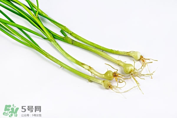 小根蒜的根能吃嗎？小根蒜的須子可以吃嗎