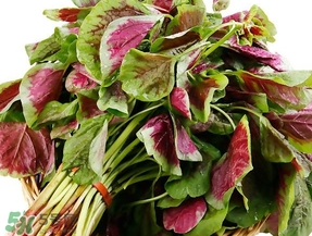 莧菜怎么摘？莧菜怎么處理
