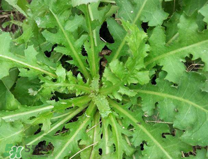 苦苦菜和蒲公英的區(qū)別 苦苦菜和蒲公英有什么區(qū)別？