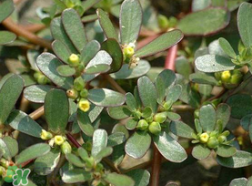 馬齒莧能治蕁麻疹嗎？馬齒莧可以治蕁麻疹嗎？