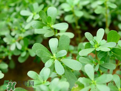 馬齒莧能治蕁麻疹嗎？馬齒莧可以治蕁麻疹嗎？