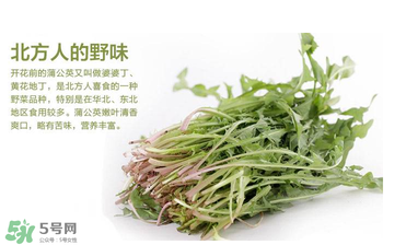 婆婆丁能和枸杞一起泡水喝嗎？婆婆丁枸杞泡水的功效
