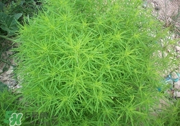 掃帚菜怎么吃？掃帚菜做法