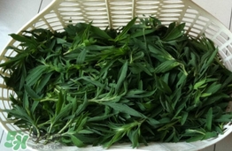 掃帚菜有什么功效？掃帚菜的功效與作用