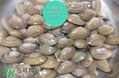 芒果螺怎么清洗？芒果螺怎么吃