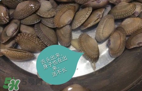 芒果螺怎么清洗？芒果螺怎么吃