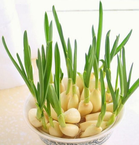 怎么種蒜苗？在家怎么種蒜苗