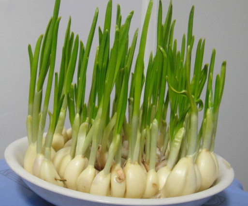 蒜苗是發(fā)物嗎？蒜苗是不是發(fā)物