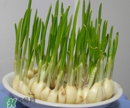 蒜苗屬于堿性食物嗎？蒜苗是酸性還是堿性