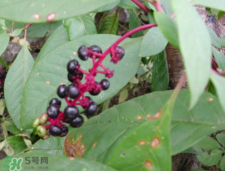 商陸可以吃嗎？商陸能不能吃？