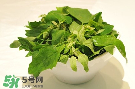灰灰菜是什么樣子？灰灰菜圖片