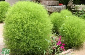 掃帚菜怎么吃？掃帚菜做法