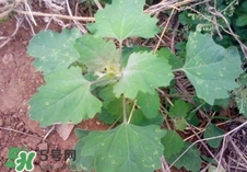灰灰菜是什么樣子？灰灰菜圖片