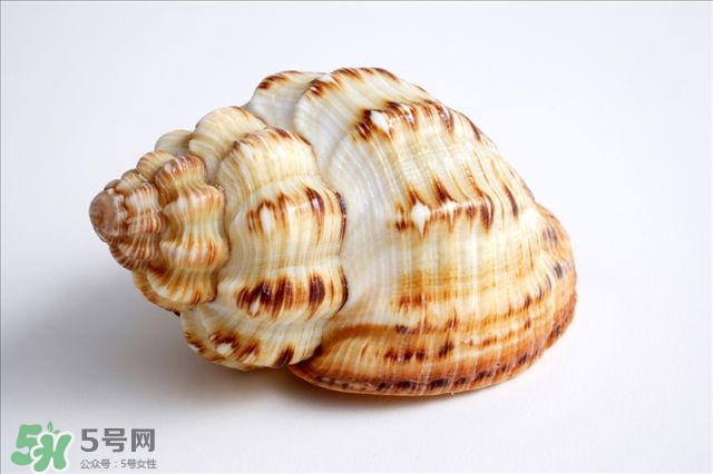 海螺的尾部能吃嗎？海螺的尾巴可以吃嗎