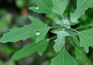 灰菜能生吃嗎？灰菜怎么做好吃
