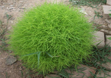 掃帚菜怎么吃？掃帚菜做法