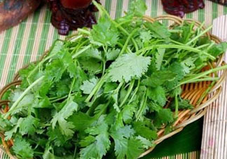 四月份可以種香菜嗎？四月份還能種香萊嗎？