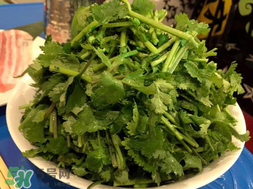 四月份可以種香菜嗎？四月份還能種香萊嗎？