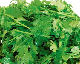 四月份可以種香菜嗎？四月份還能種香萊嗎？