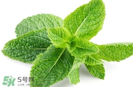 薄荷葉能生吃嗎？薄荷葉可以生吃嗎