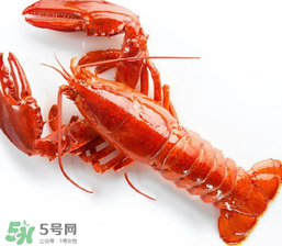 龍蝦怎么養(yǎng)不會(huì)死？大龍蝦怎么養(yǎng)不會(huì)死？