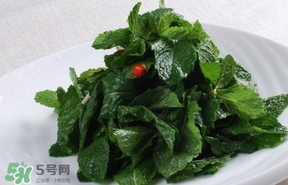 薄荷葉在哪兒買(mǎi)？新鮮的薄荷葉哪里買(mǎi)