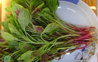莧菜怎么洗？莧菜怎么擇