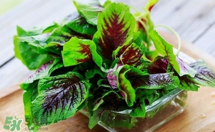 汗菜怎么摘？汗菜怎么擇