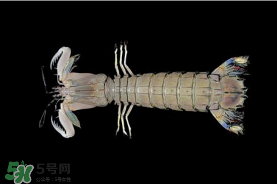 皮皮蝦有黃嗎？皮皮蝦什么時(shí)候有黃？