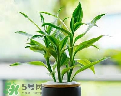 富貴竹可以和百合一起養(yǎng)嗎？富貴竹可以和什么花養(yǎng)？