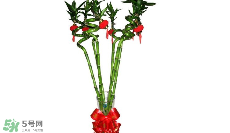 富貴竹可以和百合一起養(yǎng)嗎？富貴竹可以和什么花養(yǎng)？