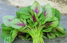 莧菜怎么種？莧菜如何種植