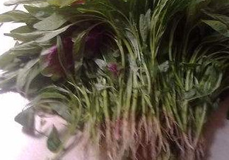 汗菜怎么摘？汗菜怎么擇