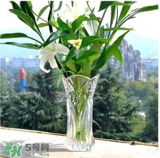 富貴竹有幾個品種？富貴竹有種子嗎？