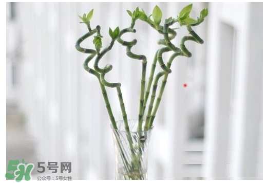 富貴竹葉子發(fā)黃怎么辦？富貴竹怎么養(yǎng)才能更旺盛？