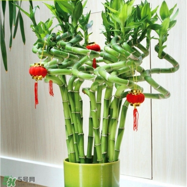 富貴竹有毒嗎？富貴竹有什么作用？