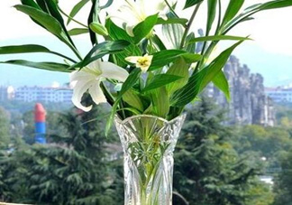 富貴竹有幾個(gè)品種？富貴竹有種子嗎？