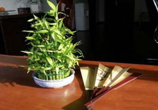 富貴竹葉子發(fā)黃怎么辦？富貴竹怎么養(yǎng)才能更旺盛？