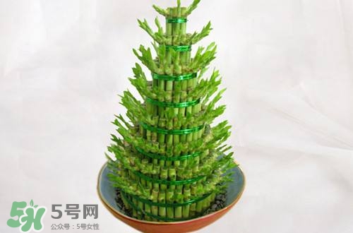富貴竹可以和百合一起養(yǎng)嗎？富貴竹可以和什么花養(yǎng)？