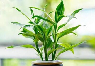 富貴竹可以和百合一起養(yǎng)嗎？富貴竹可以和什么花養(yǎng)？